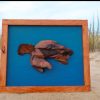 Framed Driftwood Tortoise